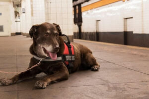 identify pets with RFID tag on a flight