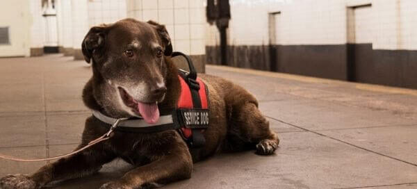 identify pets with RFID tag on a flight