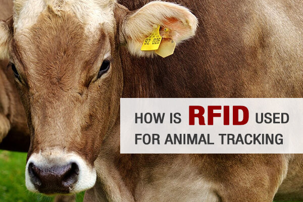 How Is RFID Used For Animal Tracking? | Nexqo